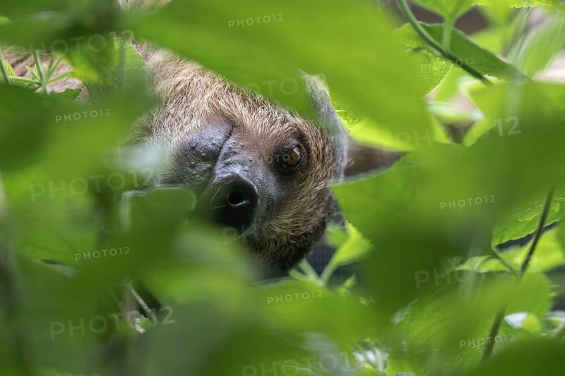Two-fingered sloth (Choloepus hoffmanni), Walsrode Bird Park, Lower Saxony, Germany, Europe