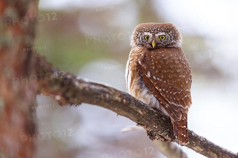 Pygmy owl (Glaucidium passerinum), Luce, Mountain area, Luce, Styria, Slovenia, Europe