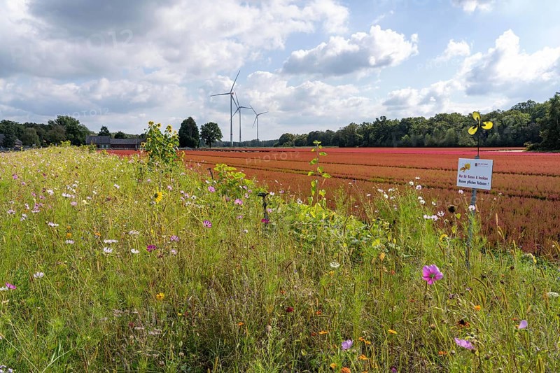Flowering strips on an open-air area of a horticultural farm, autumn plants, heather plants, the various flowers and plants not only beautify the landscape, they are intended to provide bees and other insects, pollinators, a diverse range of flowers, also serve as biological pest control, near Kevelaer, North Rhine-Westphalia, Germany, Europe