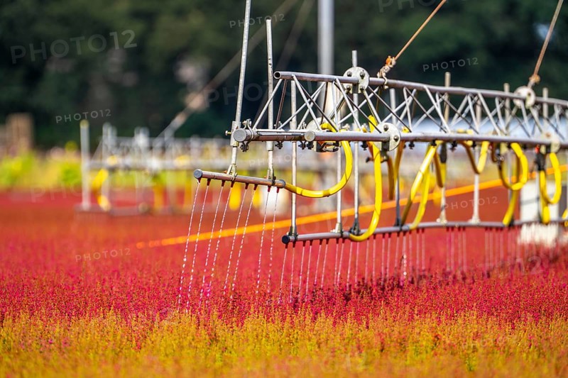 Automatic irrigation on an outdoor area of a horticultural business, autumn plants, heather plants, bell heather, near Kevelaer, North Rhine-Westphalia, Germany, Europe
