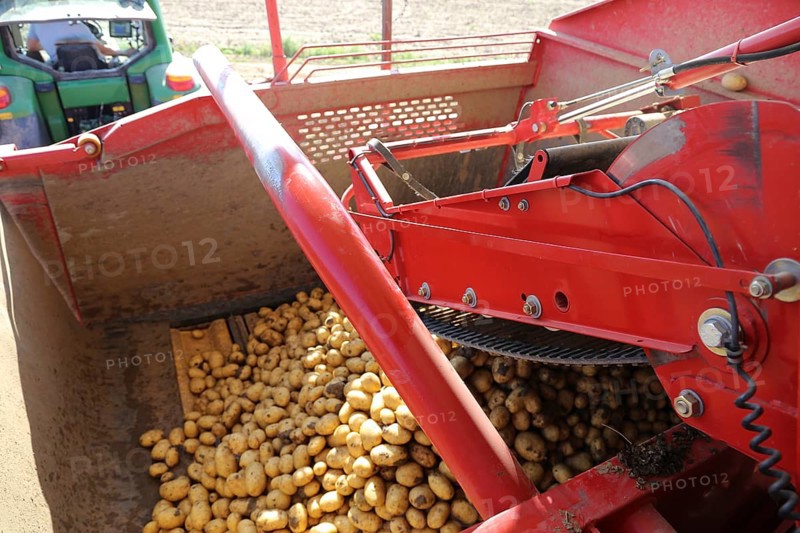 Farmer Hartmut Magin from Mutterstadt harvesting early potatoes in the Palatinate (Mutterstadt, Rhineland-Palatinate)