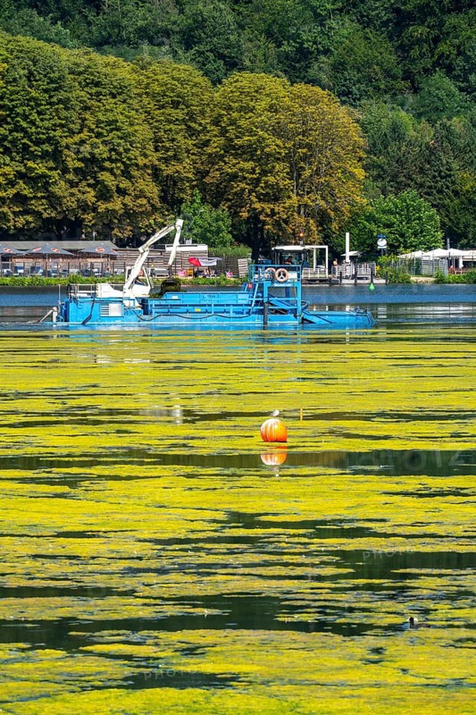 Mowing boat Nimmersatt, of the Ruhrverband, tries to keep the green plant carpet on the Lake Baldeney in Essen, in check, proliferating water plant Elodea, waterweed, an invasive species, the fast-growing water plant proliferates on large parts of the Ruhr reservoir, increased water temperatures accelerate the growth, the leisure boat traffic is severely impaired, Essen, North Rhine-Westphalia, Germany, Europe