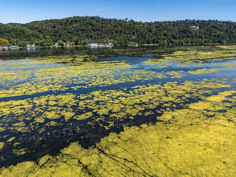 Waterweed, Elodea, an invasive species, green carpet of plants on Lake Baldeney in Essen, the fast-growing aquatic plant proliferates on large parts of the Ruhr reservoir, increased water temperatures accelerate growth, recreational boat traffic is severely impaired, Essen, North Rhine-Westphalia, Germany, Europe