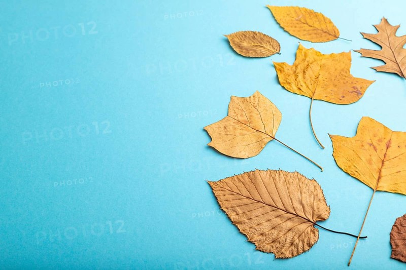 Composition with yellow and brown autumn leaves on blue pastel background. flat lay, top view, still life, copy space