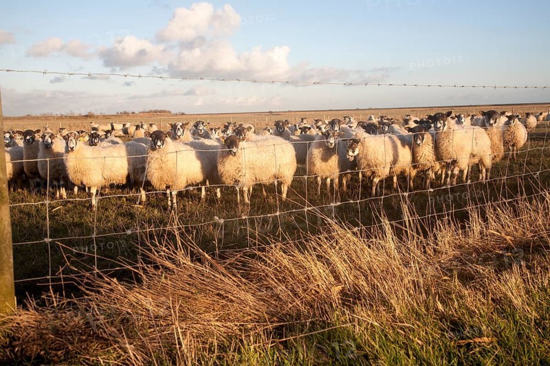 Flock of sheep grazing on drained marshland fields at Gedgrave, Suffolk, England, United Kingdom, Europe