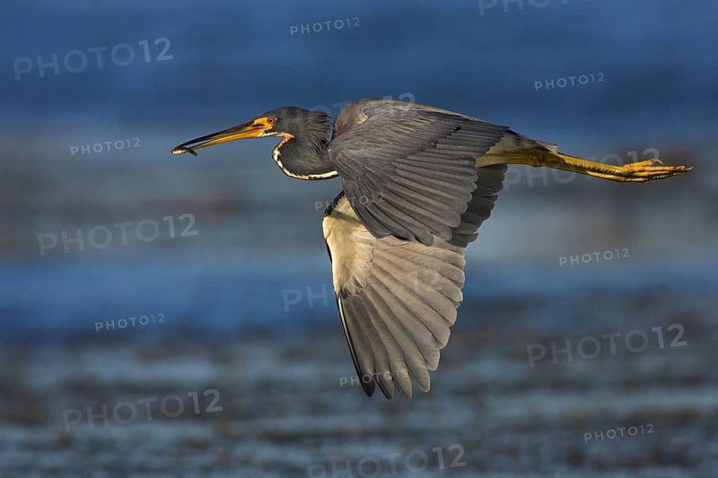 Tricolored heron (Egretta tricolor), foraging, Viera Wetlands, Sanibel Island, Florida, USA, North America