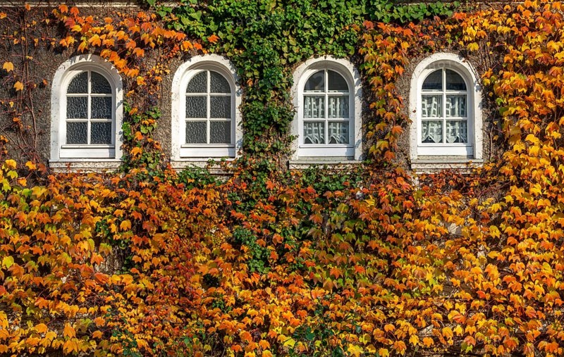 Ivy facades in Margarethenhöhe housing estate, in autumn, listed garden city housing estate, built from 1906 to 1938, Essen, Germany, Europe