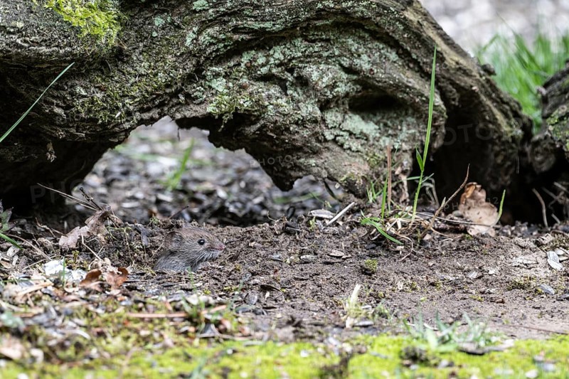 Bank vole (Myodes glareolus), Emsland, Lower Saxony, Germany, Europe