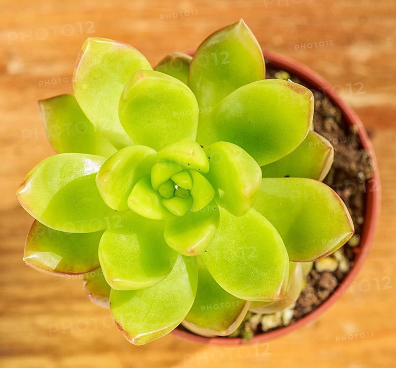 Beautiful little plant, succulent in a small flower pot. on the wooden background