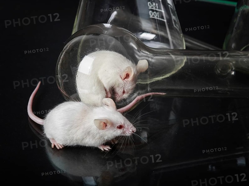 Two small white laboratory mice in the flask and on the glass surface