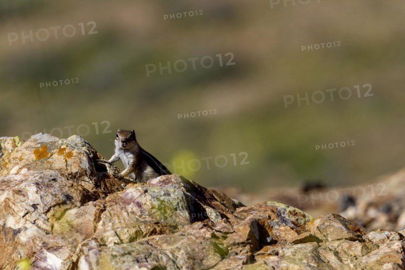 Barbary ground squirrel (Atlantoxerus getulus) or North African bristle squirrel, Fuerteventura, Canary Islands, Spain, Europe