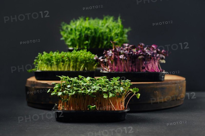 Low key photo of radish, sango, watercress and pea microgreens sprouts in trays on black background