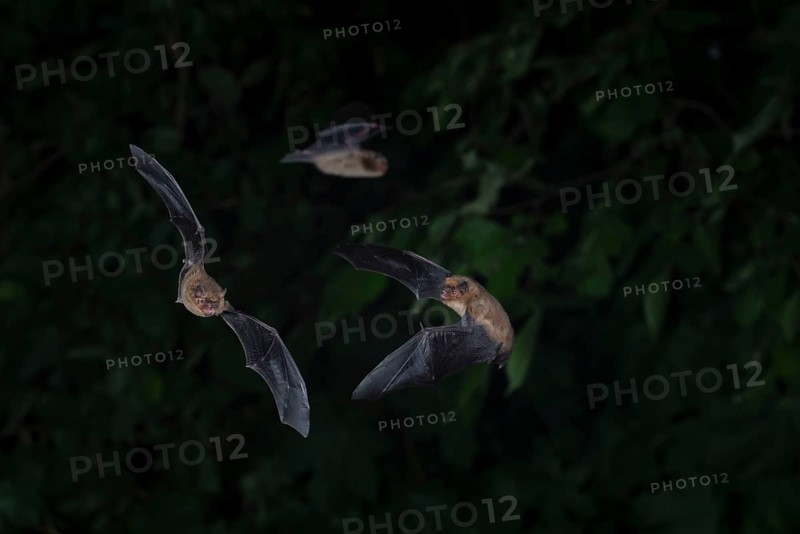 Common pipistrelle (Pipistrellus pipistrellus) group hunting insects in front of deciduous forest, Brandenburg, Germany, Europe