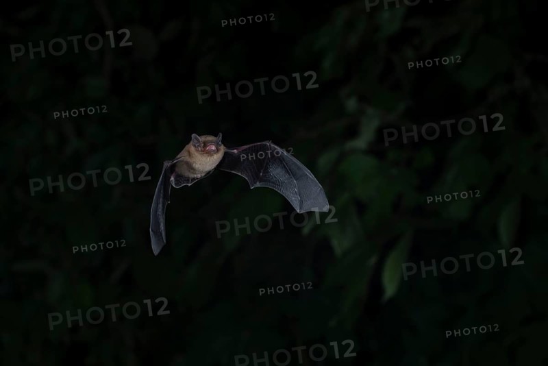 Common pipistrelle (Pipistrellus pipistrellus) hunting insects in front of deciduous forest, Brandenburg, Germany, Europe