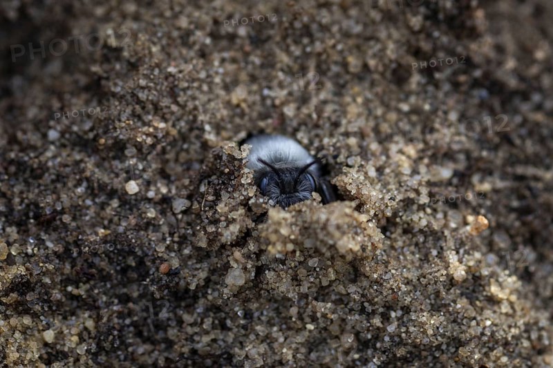 A willow sand bee in the Hohe Ward nature reserve in Münster, 08/04/2024
