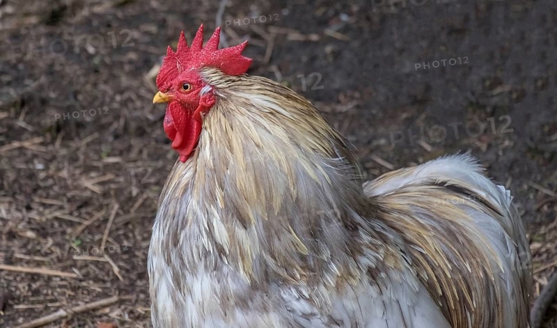 Close-up of a cockerel (Gallus gallus domesticus), Netherlands