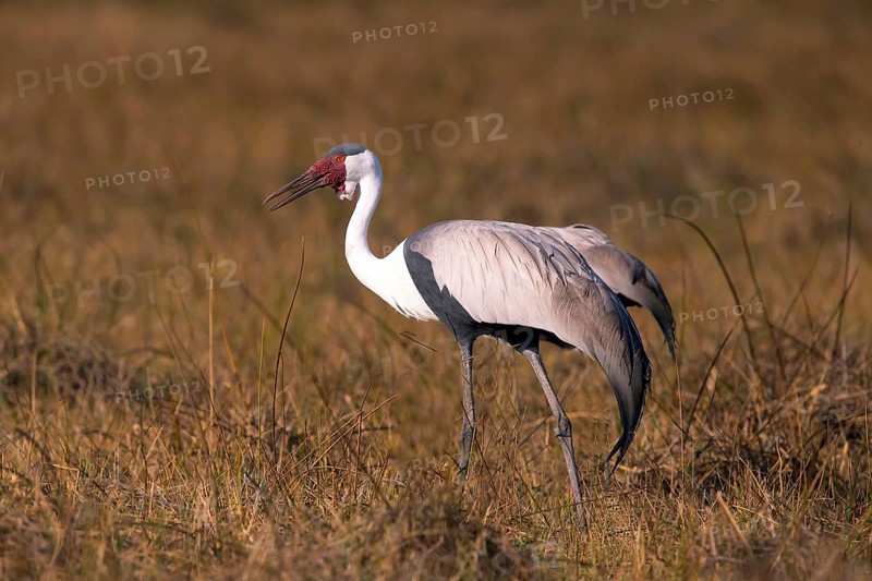 Africa, Botswana, Wattled Crane, Grus carunculatus, Botywana, Africa