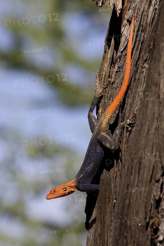 Namibian rock agama, (Agama planiceps) male in wedding dress, Etosha NP, Namibia, Africa