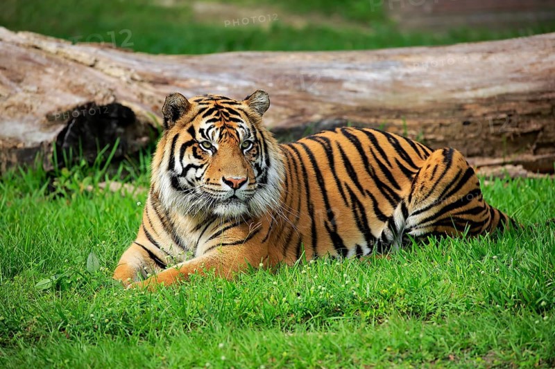 Sumatran Tiger (Panthera tigris sumatrae), adult male alert, Sumatra