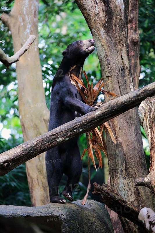 Malayan bear (Helarctos malayanus), adult, foraging, standing upright
