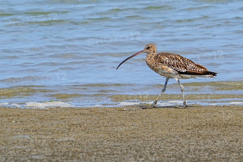 Eurasian curlew, common curlew (Numenius arquata) foraging on sandy beach along the North Sea coast in summer