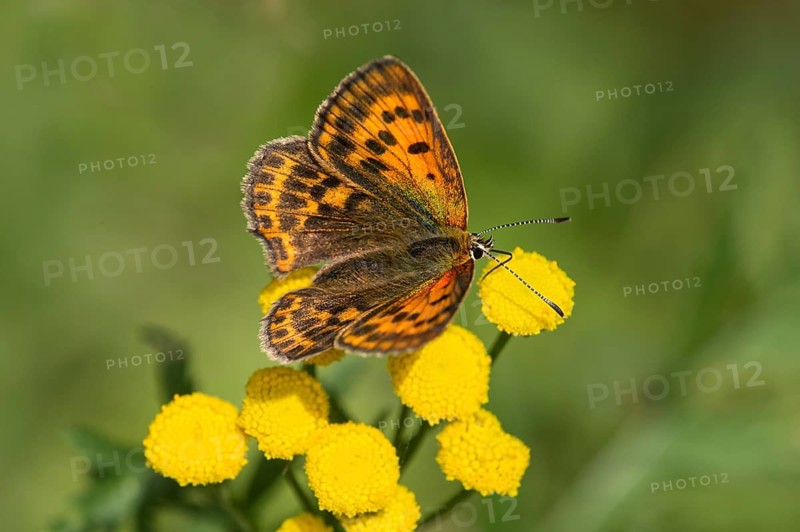 Female of the scarce copper (Lycaena virgaureae) from the blue butterfly family, Valais, Switzerland, Europe