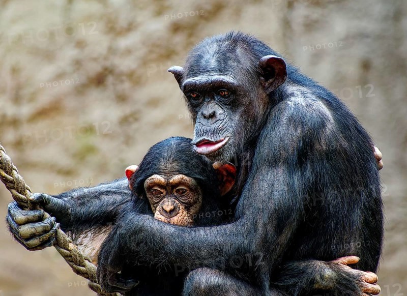 Animal portrait, western chimpanzee (Pan troglodytes verus) cuddling, captive, distribution central and western Africa