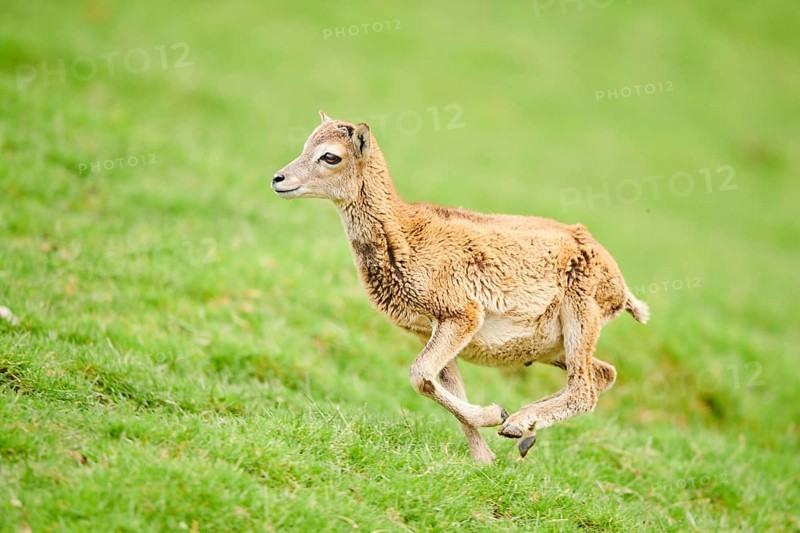 European mouflon (Ovis aries musimon) running standing on a meadow, tirol, Kitzbühel, Wildpark Aurach, Austria, Europe