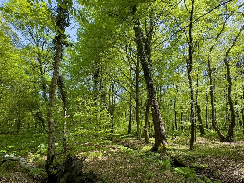 Beech forest beeches (Fagus) trees deciduous trees sprouting leaves in green deciduous forest mixed forest in May spring, bottom right of picture wild sow stream old drainage ditch, North Rhine-Westphalia, Germany, Europe