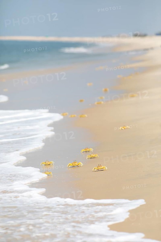 Horn-eyed Ghost crabs (Ocypode brevicornis) at Marari Beach or Strand, Mararikulam, Alappuzha District, Kerala, India, Asia