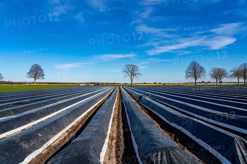 Agriculture on the Lower Rhine, early season, asparagus cultivation in spring, under plastic sheeting, foil tunnel, asparagus field, landscape under plastic sheeting, Walbeck, town of Geldern, North Rhine-Westphalia, Germany, Europe