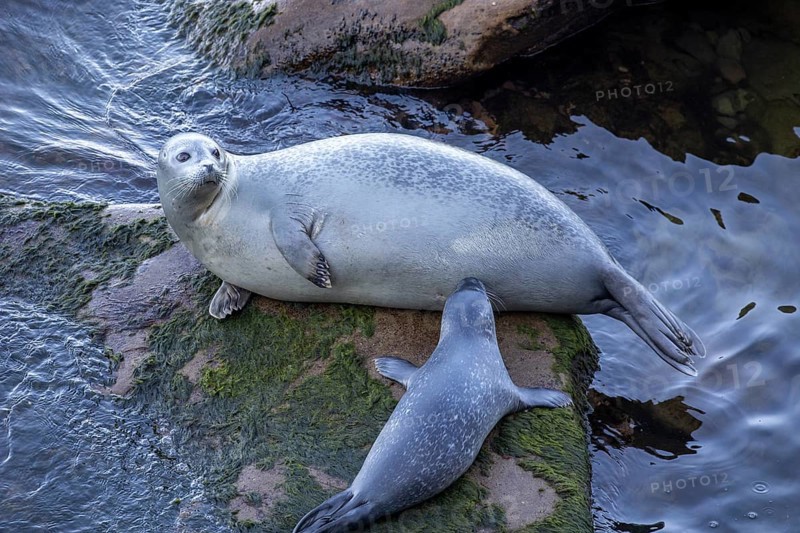 Harbor seal, phoca vitulina vitulina. Baby seal suckling its mother on a rock by the sea. Forillon national park. Province of Quebec. Canada