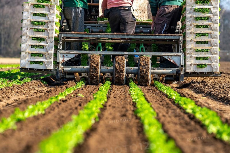Agriculture, herb gardening, parsley is planted in rows in a field with a planting machine