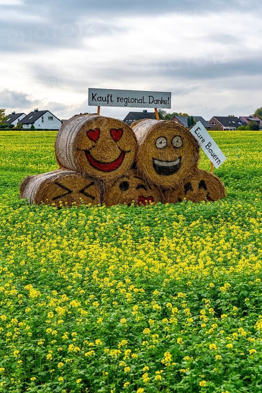 Advertising for regional purchasing, from farmers in the region, straw bales in a rapeseed field near Nottuln, North Rhine-Westphalia, Germany, Europe