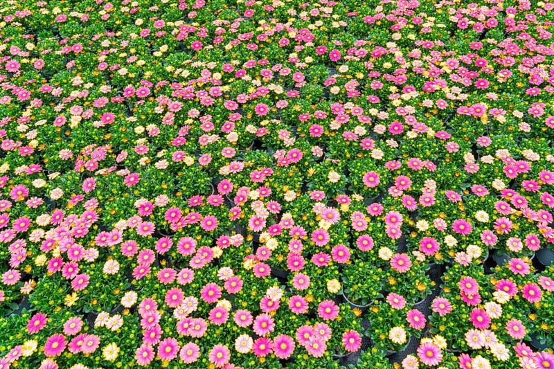 Horticultural business, greenhouse, flower pots with Kapmargerites, Osteospermum, grow up, Straelen, North Rhine-Westphalia, Germany, Europe