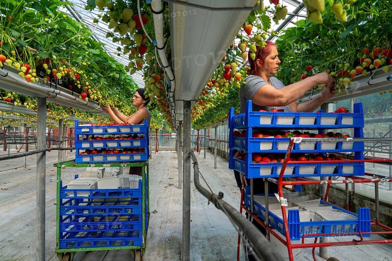 Harvesting strawberries, harvest helper, strawberry cultivation in the greenhouse, young strawberry plants grow up, in different stages of ripeness are watered individually by drip irrigation and supplied with nutrients, they grow in a substrate culture in raised beds, near Dormagen, Rhineland, North Rhine-Westphalia, Germany, Europe
