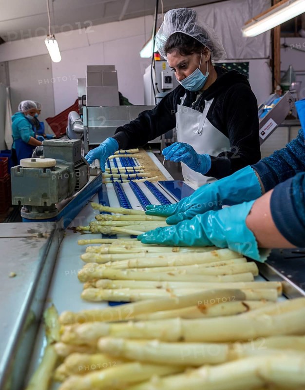 Asparagus farm, white asparagus is washed, cut and sorted by quality after harvesting, near Dormagen, Rhineland, North Rhine-Westphalia, Germany, Europe