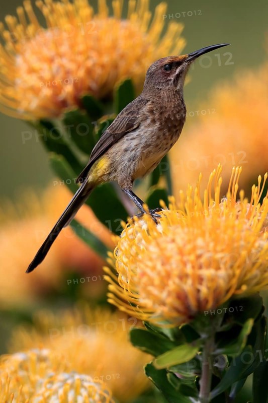 Cape Honeybird (Promerops cafer), adult, female, on flower, Protea, vigilant, Kirstenbosch Botanic Gardens, Cape Town, South Africa, Africa