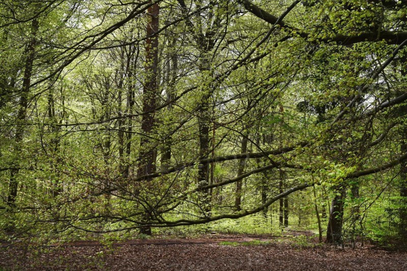 NL, Eesergroen: Spring characterises the landscape, towns and people in the province of Drenthe in the Netherlands. May green in April, forest in Drenthe.Hundsrug. NL, Eesergroen: Spring shapes the landscape, cities and people in the province of Drenthe in the Netherlands