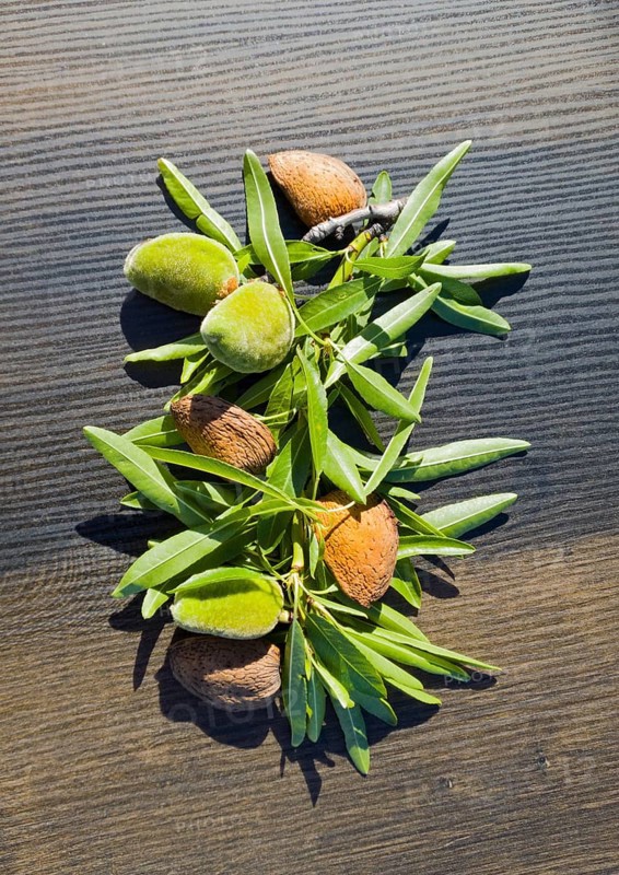 Fresh and dried almonds with leaves on a wooden table. Mixture of natural colours, green and brown, Spain, Europe