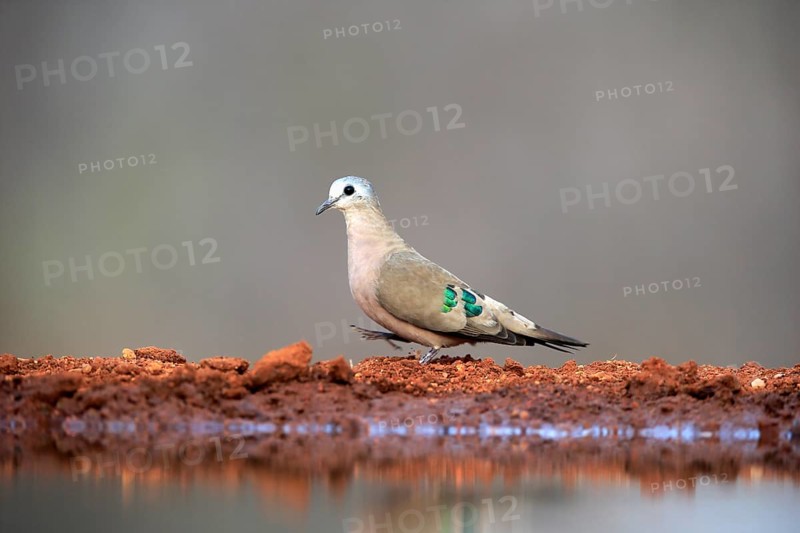 Emerald-spotted wood dove (Turtur chalcospilos), adult, at the water, Kruger National Park, Kruger National Park, Krugerpark, South Africa, Africa