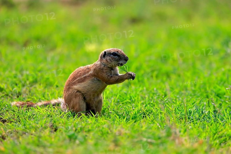 Cape ground squirrel (Xerus inauris), adult, alert, feeding, Mountain Zebra National Park, Eastern Cape, South Africa, Africa