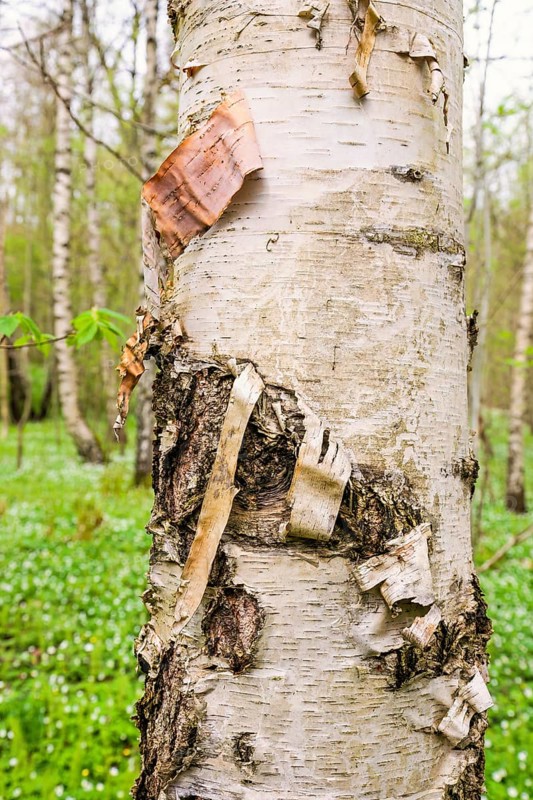 Bark on a Birch tree on a tree trunk in a deciduous forest at spring