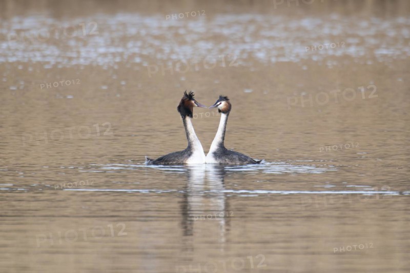 Great Crested Grebe (Podiceps cristatus), pair, courtship display, swimming on lake, looking at each other, Lake Phoenix, Dortmund, Germany, Europe