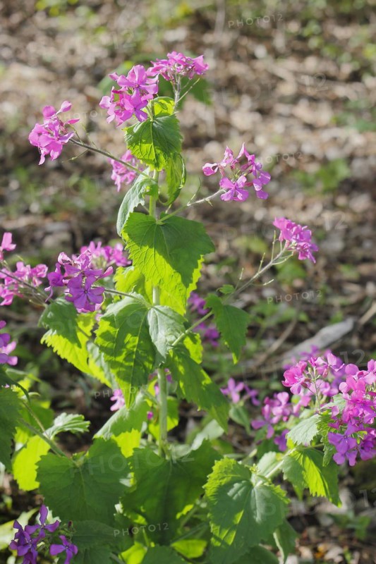 Annual honesty (Lunaria annua), flowering in the forest, North Rhine-Westphalia, Germany, Europe