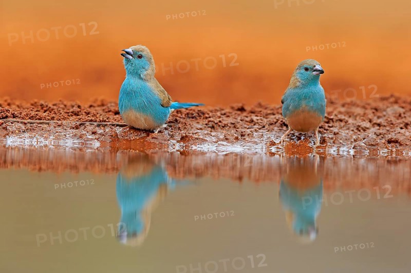 Blue-winged Oriole (Uraeginthus angolensis), Angola Butterfly Finch, adult, two birds, at the water, Kruger National Park, Kruger National Park, Krugerpark, South Africa, Africa