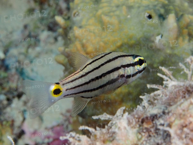 Five-striped cardinalfish (Cheilodipterus quinquelineatus), dive site House Reef, Mangrove Bay, El Quesir, Red Sea, Egypt, Africa