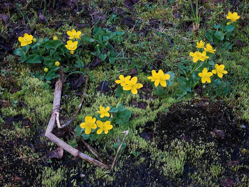 Marsh Marigold (Caltha palustris) flowering alongside a stream, May, Finnish Lapland