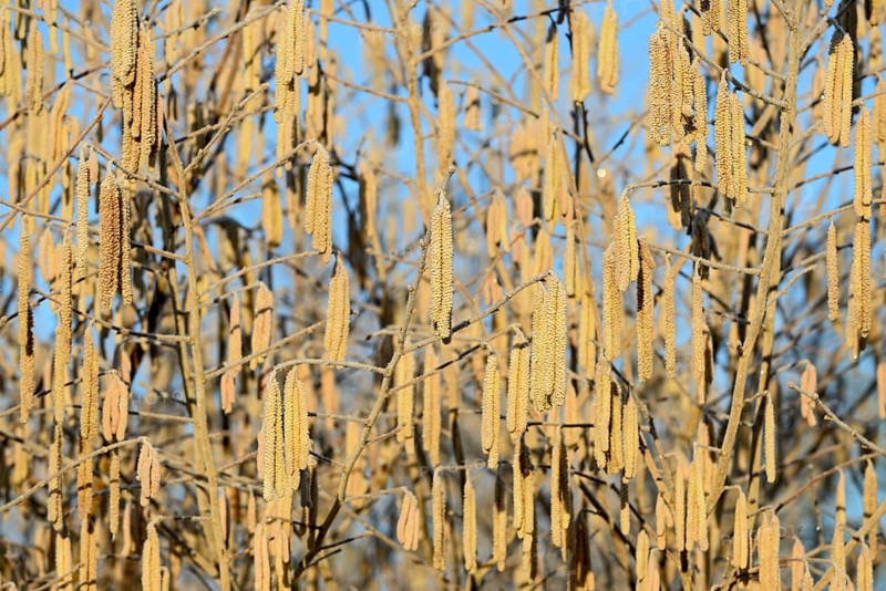 Common hazels (Corylus avellana), hazel bush, male hazelnut blossoms with hoarfrost, blue sky, North Rhine-Westphalia, Germany, Europe