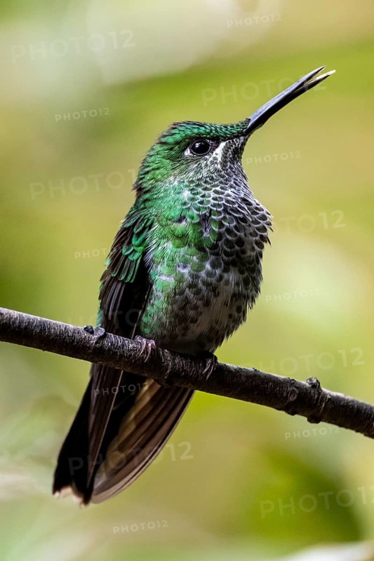 Green-crowned brilliant (Heliodoxa jacula) sitting on a branch, Monteverde Cloud Forest, Monte Verde, Costa Rica, Central America